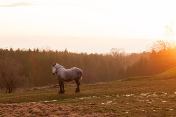 old grey work horse out in a field in the spring with the sun setting