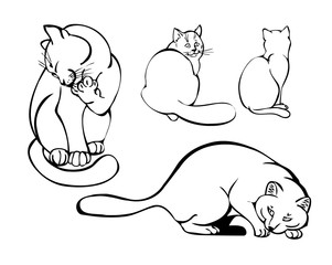 cats in different poses