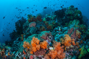 Fototapeta na wymiar Healthy Reef in the Coral Triangle