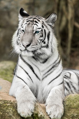 Fototapeta na wymiar Face to face with white bengal tiger