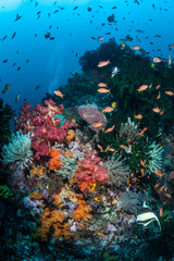 Naklejka na ściany i meble Vibrant Coral Reef in Indonesia