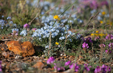 Alpine meadow in the summer