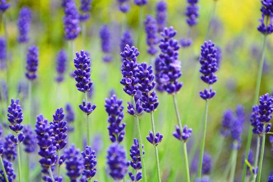 Fototapeta lawenda wąskolistna - lavender, lavandula angustifolia