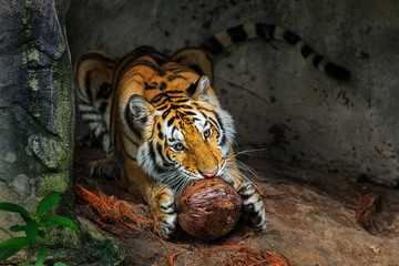Tiger eat Coconut