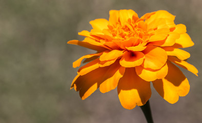 Fototapeta premium Flor de jardim.