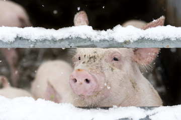 Schweine im Winter