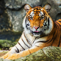 tiger