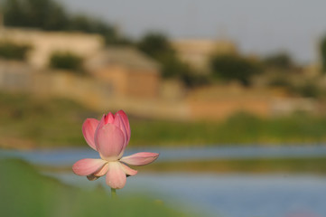 Blossoming Caspian lotus in Volga delta