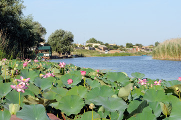 Fototapeta na wymiar Blossoming Caspian lotus field near the village in Volga delta