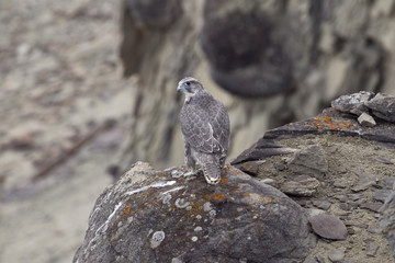The young merlin sitting on a rock. Lena river. Yakutia. Russia.