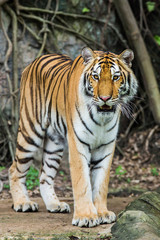 Fototapeta na wymiar Bengal Tiger in the Thailand
