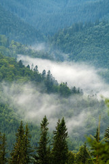 Beautiful fog in a Carpathian