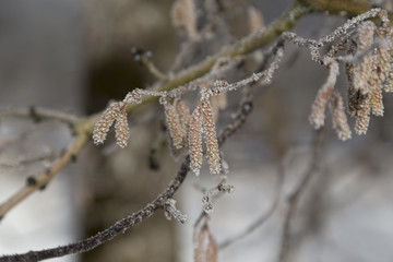 A closer look at some frosty details on a tree