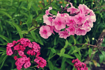 Flowers of a carnation and Phlox in a garden