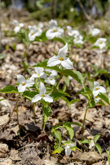 Trillium, Official Flower of Province of Ontario, Canada