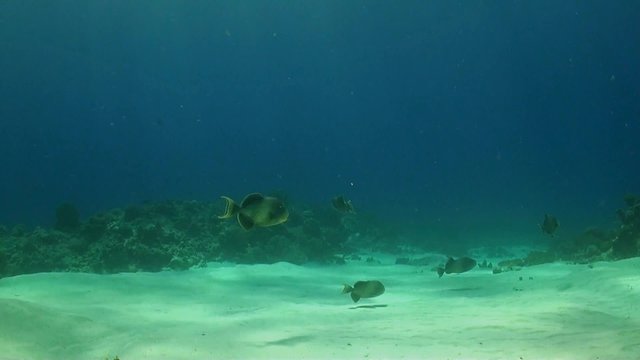 Yellowmargin Triggerfish in a sandy area