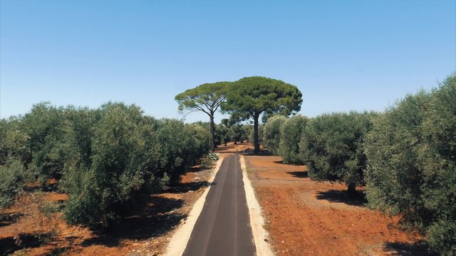 Olive plantation from the air