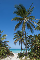 Fototapeta na wymiar Palm trees on the sunny beach