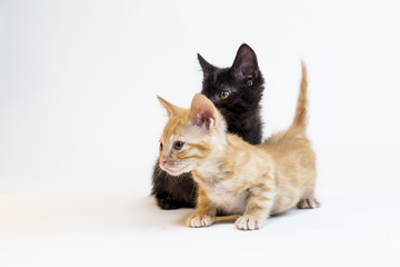 Feline in the Bright Studio Setting