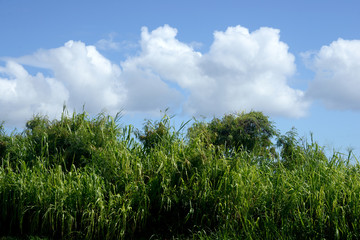 Obraz na płótnie Canvas Sugarcane field, Kauai, USA
