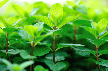 green mint crops in growth at garden