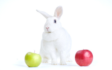 white rabbit isolated on white looking at the camera with a red and green apple