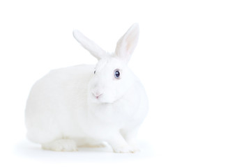 white rabbit isolated on white looking at the camera