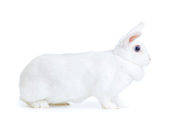 white rabbit isolated on the white side.