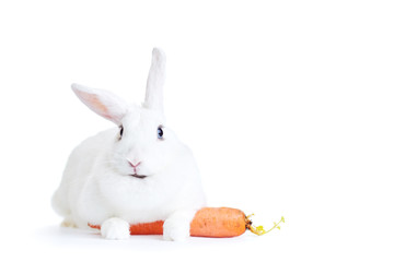 white rabbit isolated on white holding a carrot