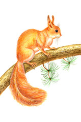 Drawing squirrel