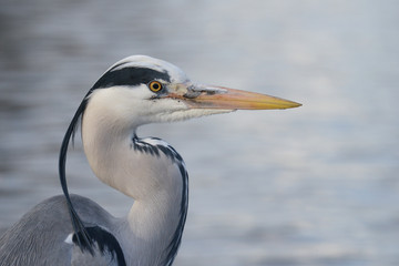 Grey Heron, Ardea cinerea