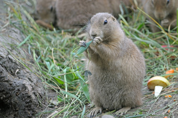 Naklejka na ściany i meble marmot eating grass