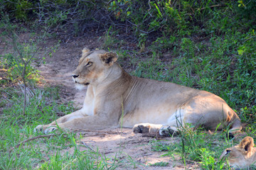 Lioness in Africa