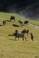 mucca mucche al pascolo pastore pascolare alta montagna