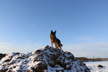 Собака овчарка на вершине горы в зимний солнечный день