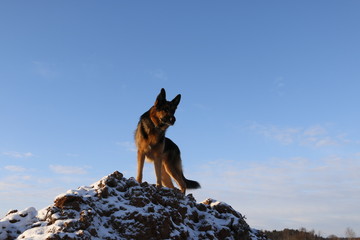 Собака овчарка на вершине горы в зимний солнечный день