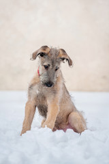 Funny irish wolfhound puppy in winter © Rita Kochmarjova