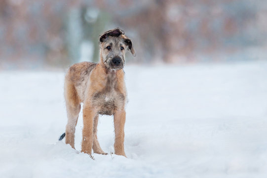 Funny irish wolfhound puppy in winter