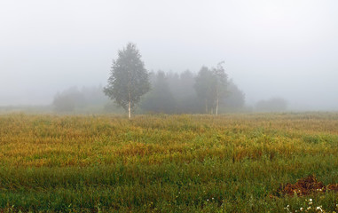 Fototapeta na wymiar Fog over the field. Silhouettes of trees in the morning mist. Rural landscape.