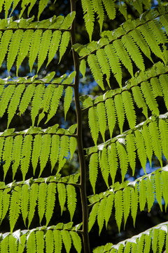 Natural texture formed by leaf tree fern