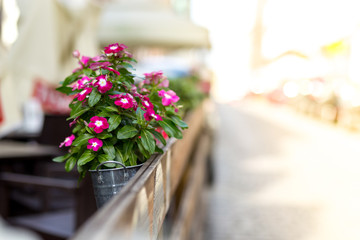 Fototapeta na wymiar Flowers in a pot on the European streets
