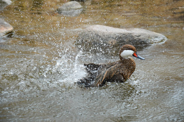 Ente im Wasser planschen