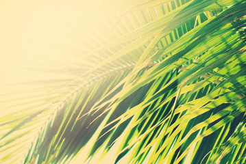 Sun Light through Palm Branches. Holiday Concept