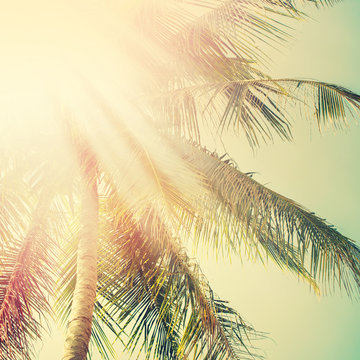 Sunshine in Palm Tree. Holiday Travel Adventure Concept. Vintage