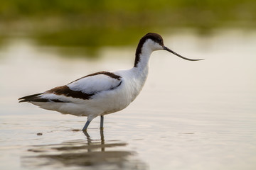 pied avocet in morning light