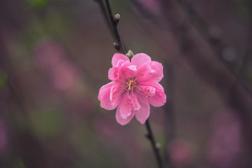 Pink peach flower in the garden, Vietnam spring.