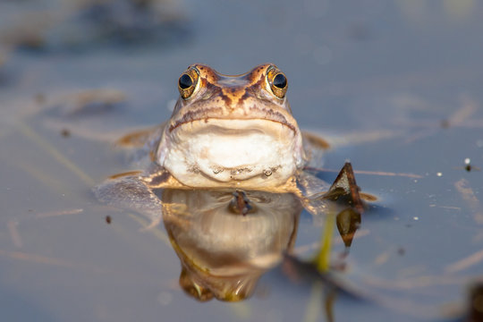 Stubborn frog head frontal view