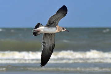 A seagull view