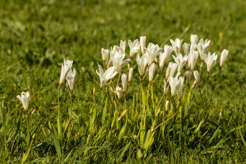 cluster of wild freesia flowers