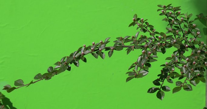 Green branch with unopened flower bud Green plants bushes grass leaves flowers branches of trees on chromakey green